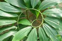 Golden Ratio - The Secret To Aesthetics?