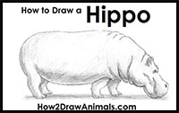 how to draw a hippopotamus