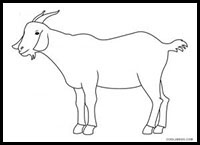 how to draw a goat