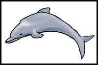 how to draw a dolphin