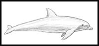how to draw a dolphin