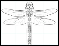 How to Draw a Dragonfly