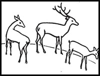How to Draw Deer : Step by Step Drawing Tutorial