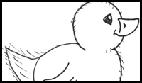 How to Draw Chicks : Drawing Cartoon Baby Chicks in Easy Steps
