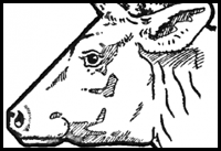 How to Draw Cow’s Face and Head with Step by Step Drawing Tutorial