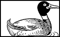 How to Draw Ducks with Easy Step by Step Drawing Tutorial