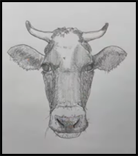 How to Draw a Cow (Easy, Beginner-Friendly Tutorial)