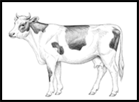 How to Draw a Cow