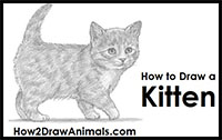 how to draw a kitten