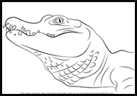 How to Draw a Chinese Alligator