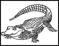 How to Draw a Realistic Crocodile in 8 Easy Steps