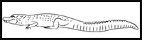How to Draw a Black Caiman