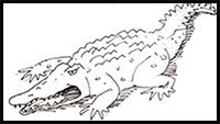 How to Draw a Crocodile