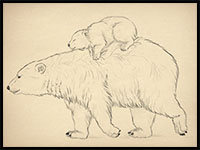 how to draw bears and pandas and their anatomy