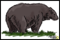 How to Draw a Black Bear