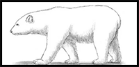How to Draw a Polar Bear