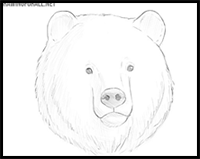 how to draw a bear face