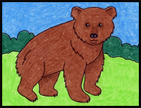 how to draw a bear