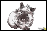 How to Draw a Lionhead Bunny