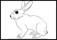 How to Draw a Rabbit