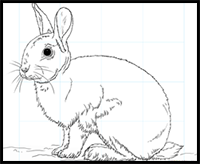 How to Draw a Rabbit