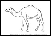 how to draw a camel