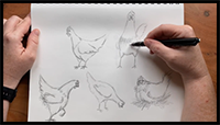 How to Draw Chickens | Chicken Sketch Tutorial