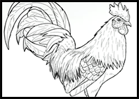 How to Draw a Rooster