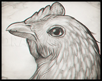 How to Sketch a Chicken