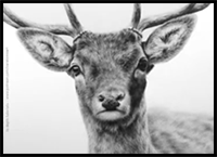 How to Draw a Deer in Graphite