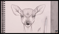 How to Draw Baby Deer Fawn | Sketch Tutorial