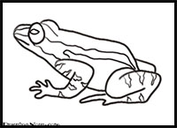 how to draw a frog
