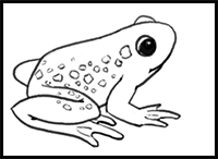 How to Draw a Frog