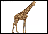 How to Draw a Giraffe