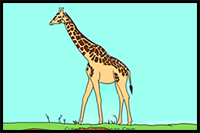How to Draw a Realistic Giraffe Step by Step
