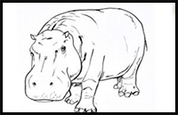 Hippo Drawing Step by Step Tutorial