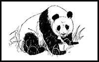 how to draw a panda