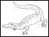 how to draw a realistic alligator