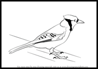 How to Draw a Blue Jay