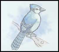 How to Draw a Blue Jay