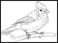 How to Draw a Blue Jay