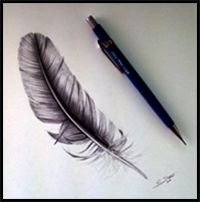 How to Draw a Feather