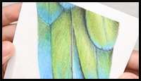 Realtime How to Draw Feathers in Colored Pencil