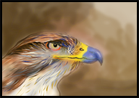 How to Draw a Hawk