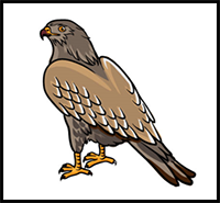 How to Draw a Hawk – A Step by Step Guide