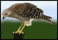 How to Draw a Hawk
