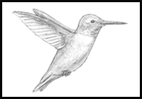 How to Draw a Hummingbird