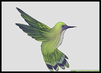 How to Draw Hummingbirds