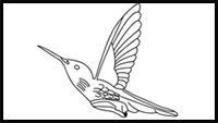 How to Draw a Hummingbird
