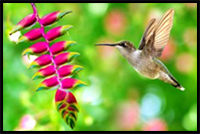 How to Draw Hummingbirds